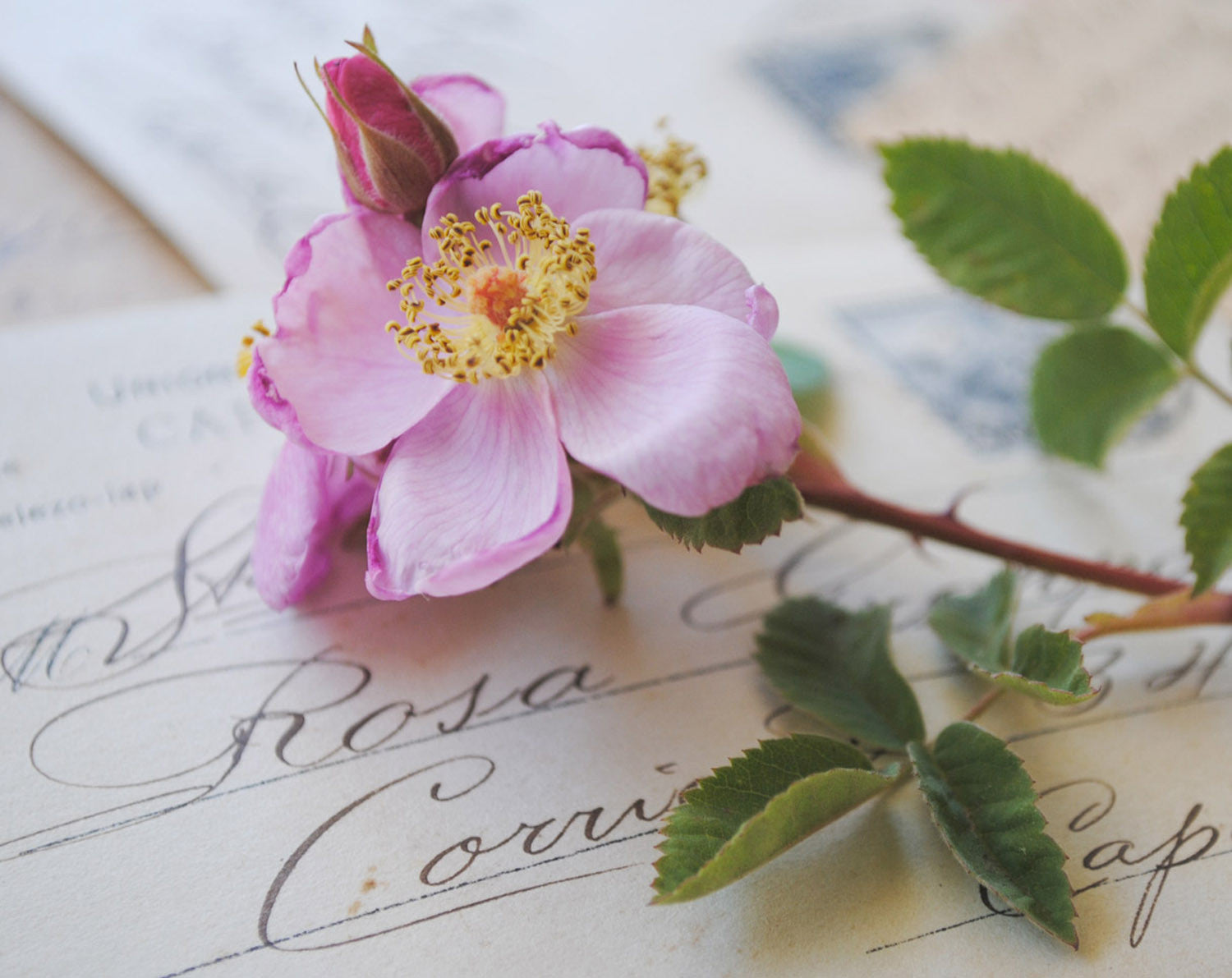 Rosa Solid Natural Perfume in Round Jar
