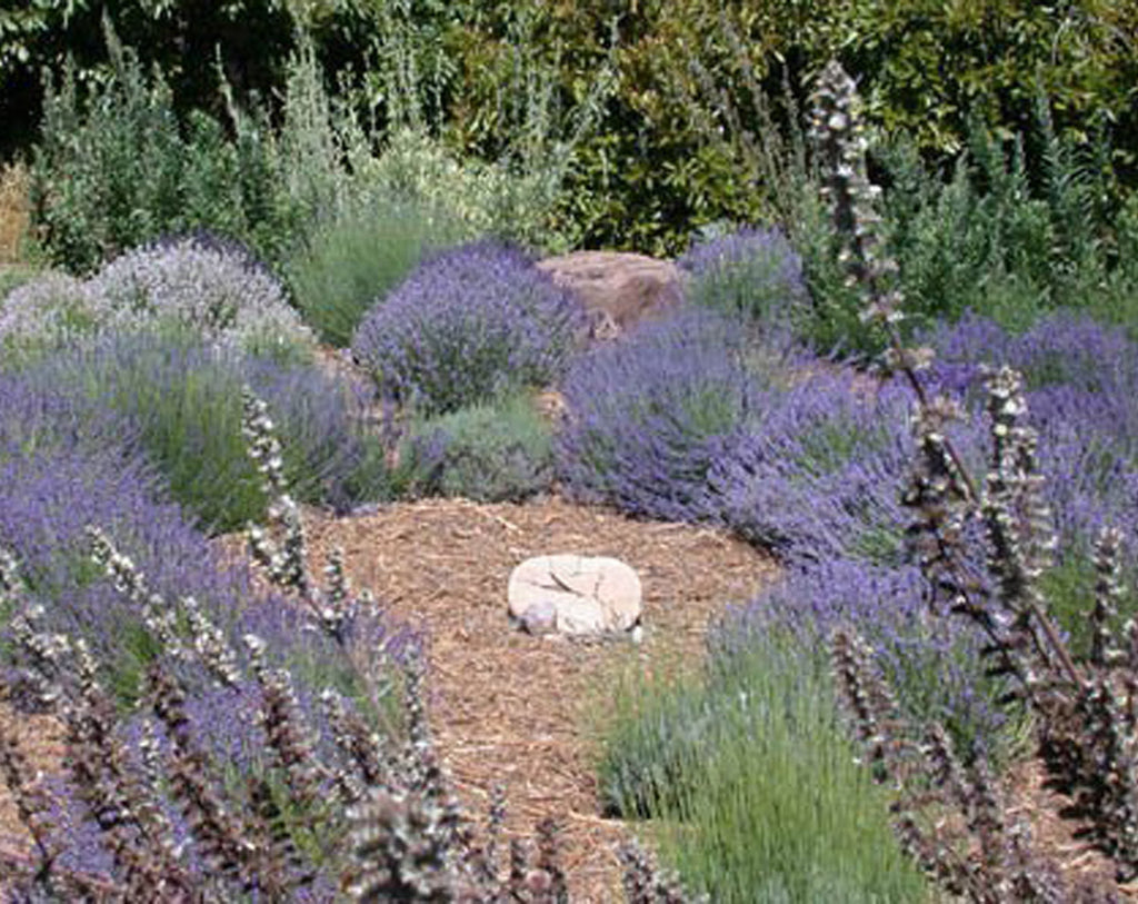 Vera Solid Natural Perfume in Round Violet Jar
